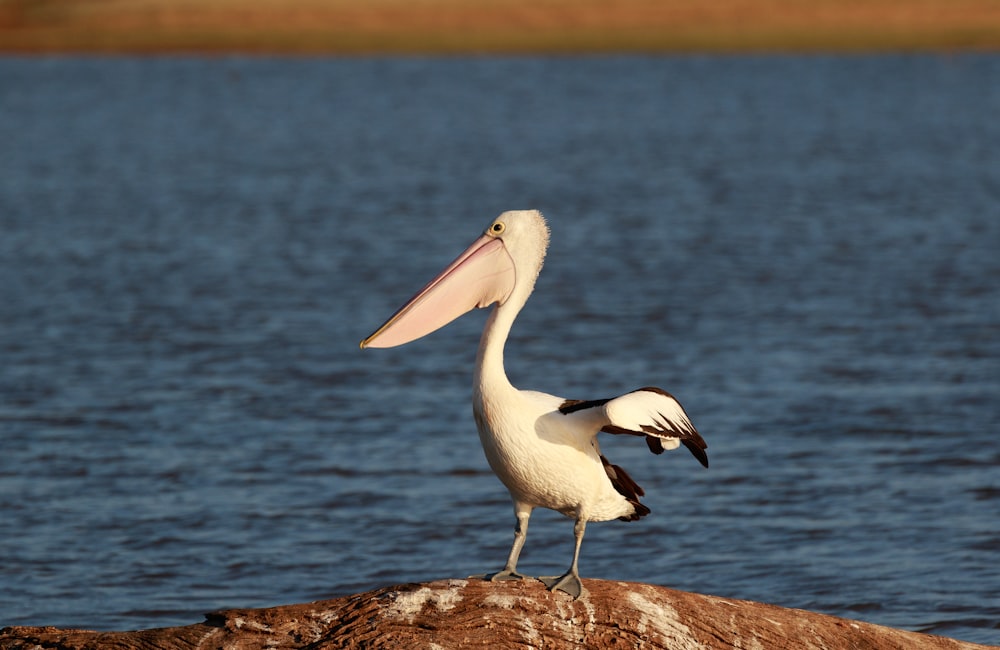 white long-beaked bird beside body of water