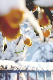 Snow-covered citrus fruits hang from a tree, with golden-yellow oranges peeking through the white snow. The background is softly blurred, creating an ethereal, wintry atmosphere.