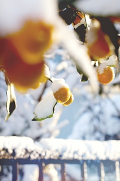 Snow-covered citrus fruits hang from a tree, with golden-yellow oranges peeking through the white snow. The background is softly blurred, creating an ethereal, wintry atmosphere.