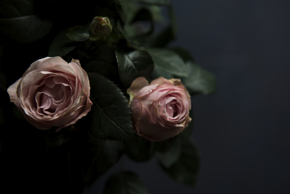 selective focus photo two pink roses