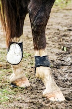 The image features the lower legs of a horse standing on muddy ground. The horse wears protective leg gear, including a fetlock boot and a cannon boot, which are visibly dirty due to the environment. The mud on the ground is mixed with grass, suggesting an outdoor setting.