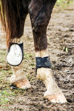 The image features the lower legs of a horse standing on muddy ground. The horse wears protective leg gear, including a fetlock boot and a cannon boot, which are visibly dirty due to the environment. The mud on the ground is mixed with grass, suggesting an outdoor setting.