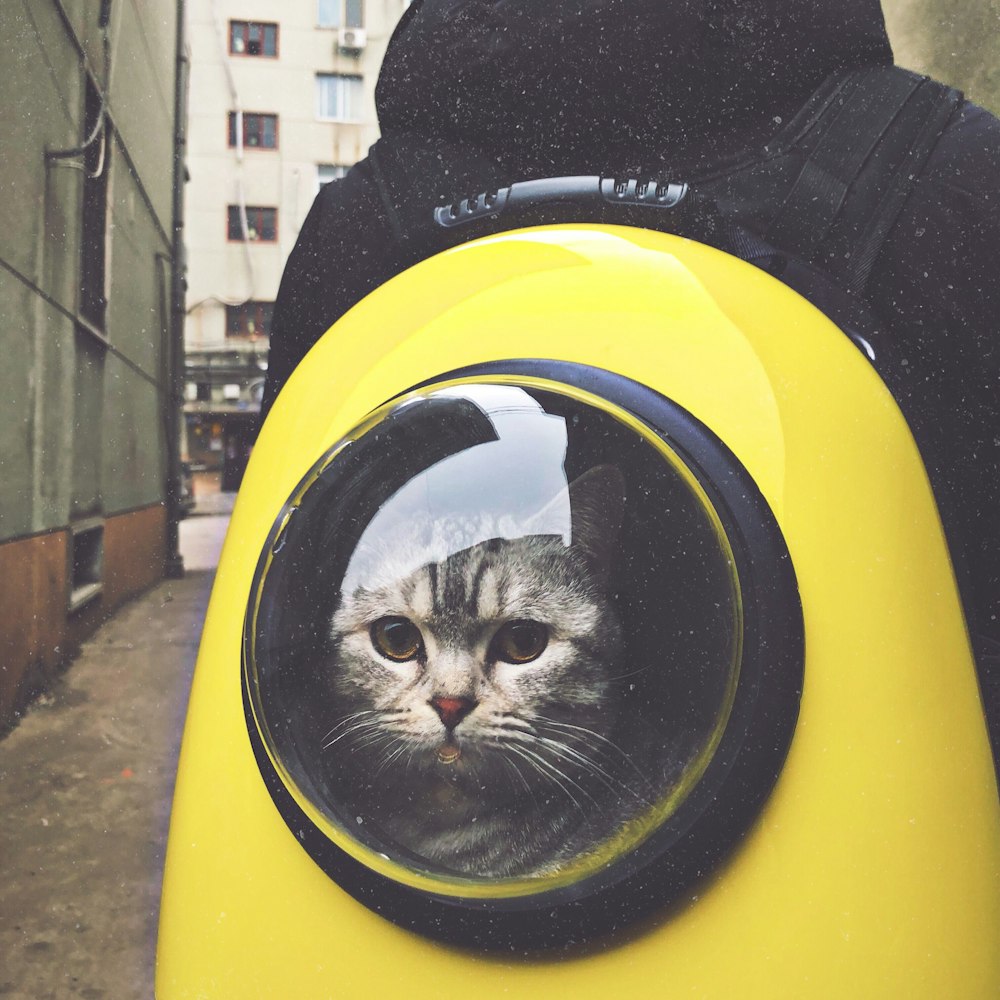 gray tabby cat in yellow and black hand-case backpack