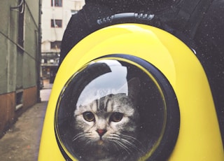 gray tabby cat in yellow and black hand-case backpack