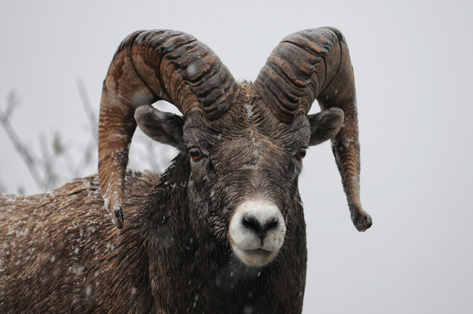 Nikon AF-S Nikkor 70-200mm F4G ED VR sample photo. Ram goat on snowy photography