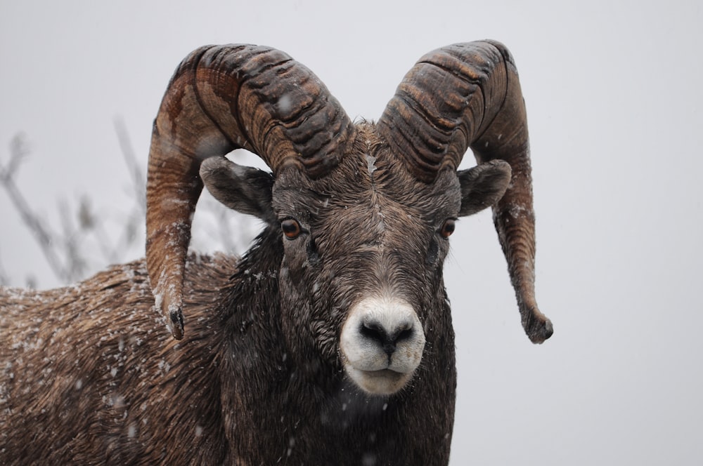 Cabra carnero en un día nevado