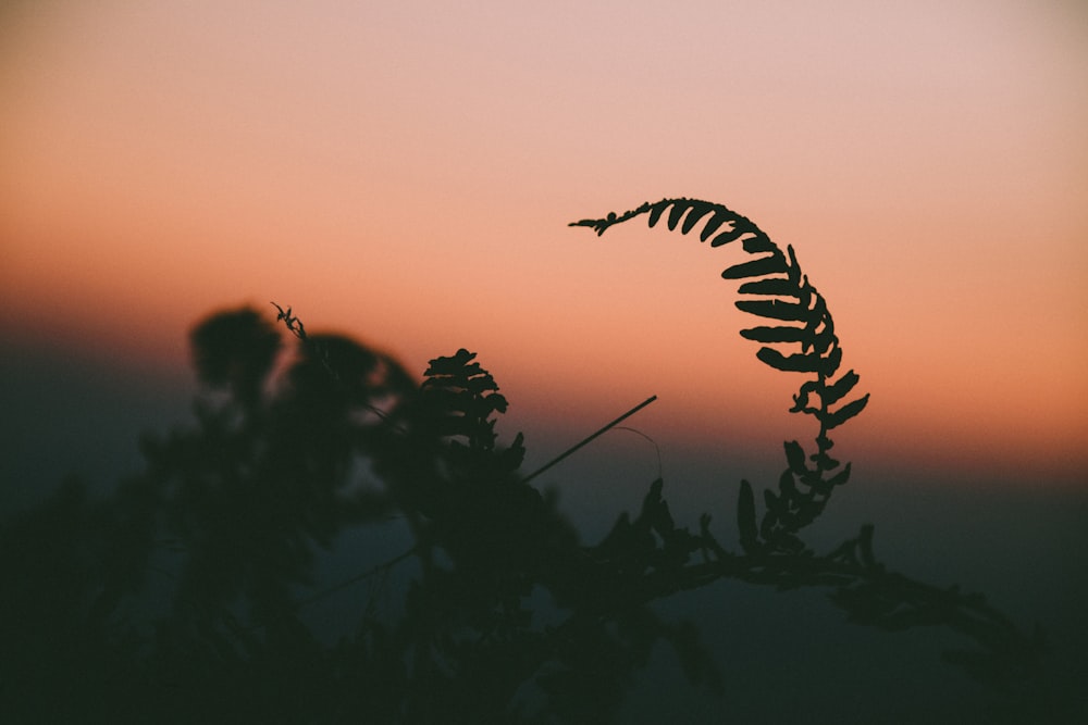 close-up photo of fern plant