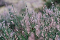 shallow focus photography of gray and green plant