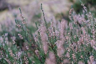 shallow focus photography of gray and green plant