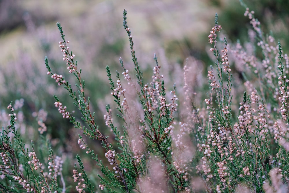 Photographie à mise au point peu profonde de plantes grises et vertes