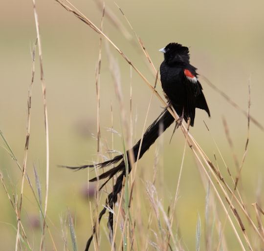 close-up photography of black bird in Rietvlei Nature Reserve South Africa