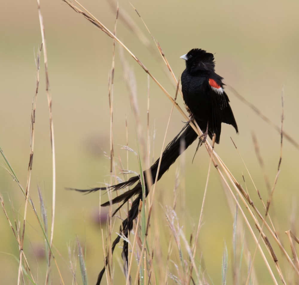 close-up photography of black bird