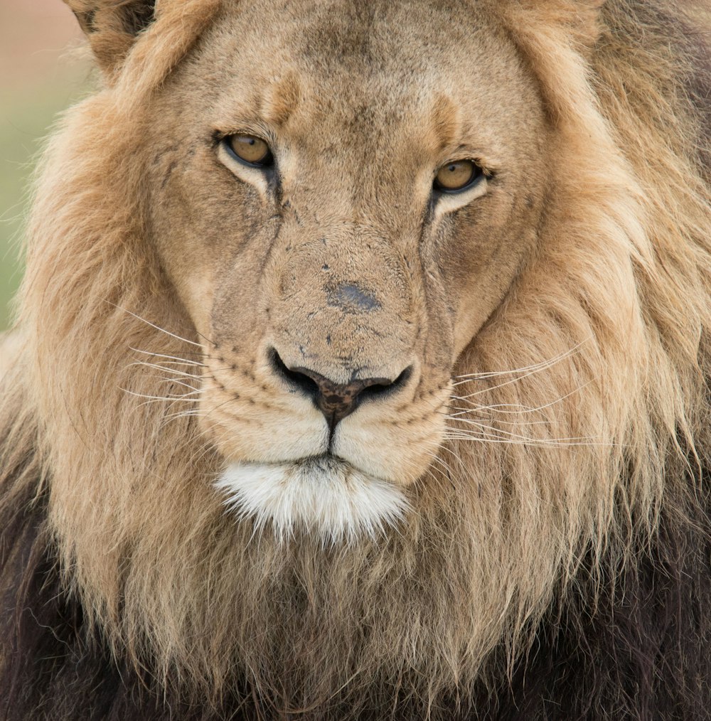 close up photography of lion
