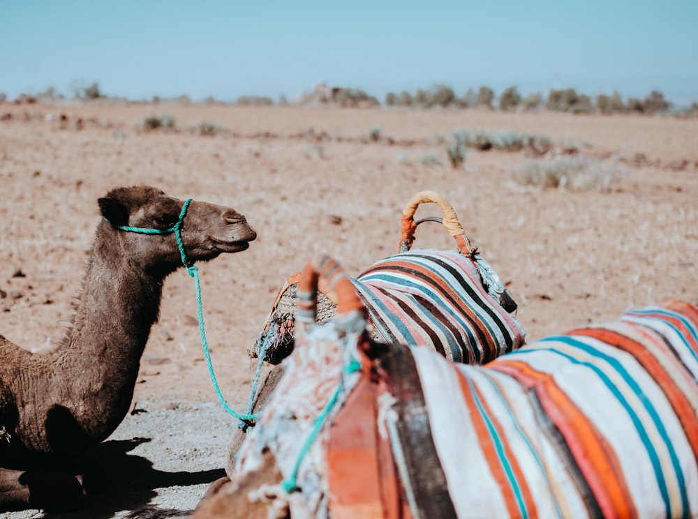 brown camel sitting on desert during daytime