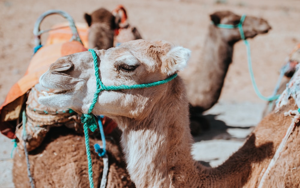 selective focus photo of camel