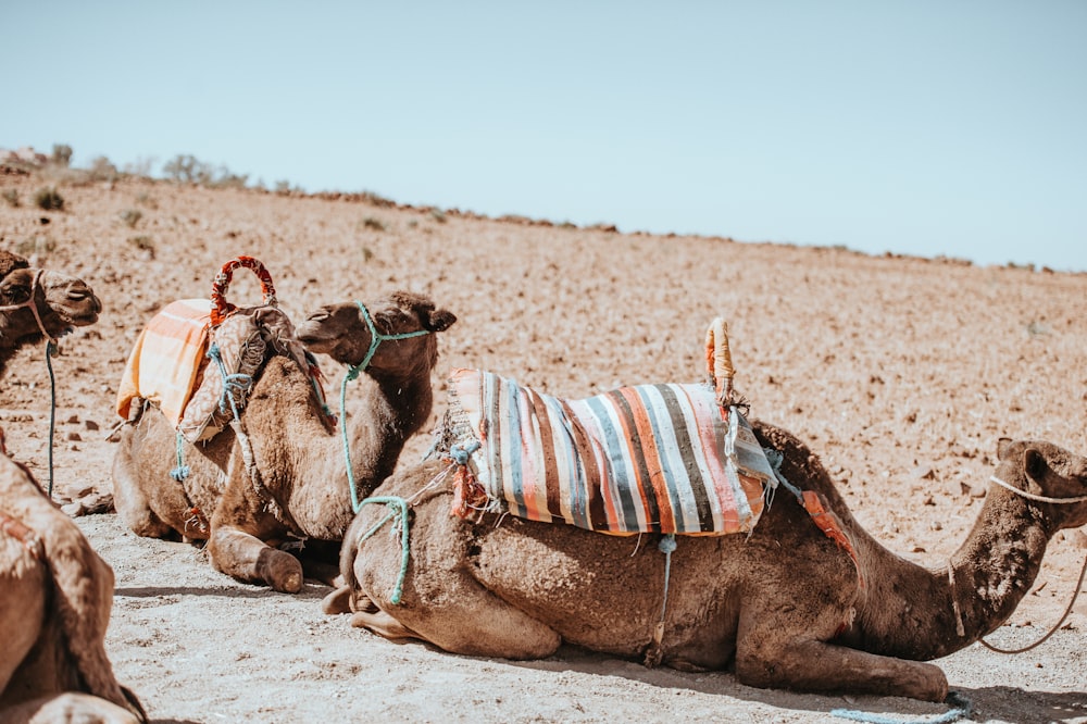 three brown camel on desert field during daytime