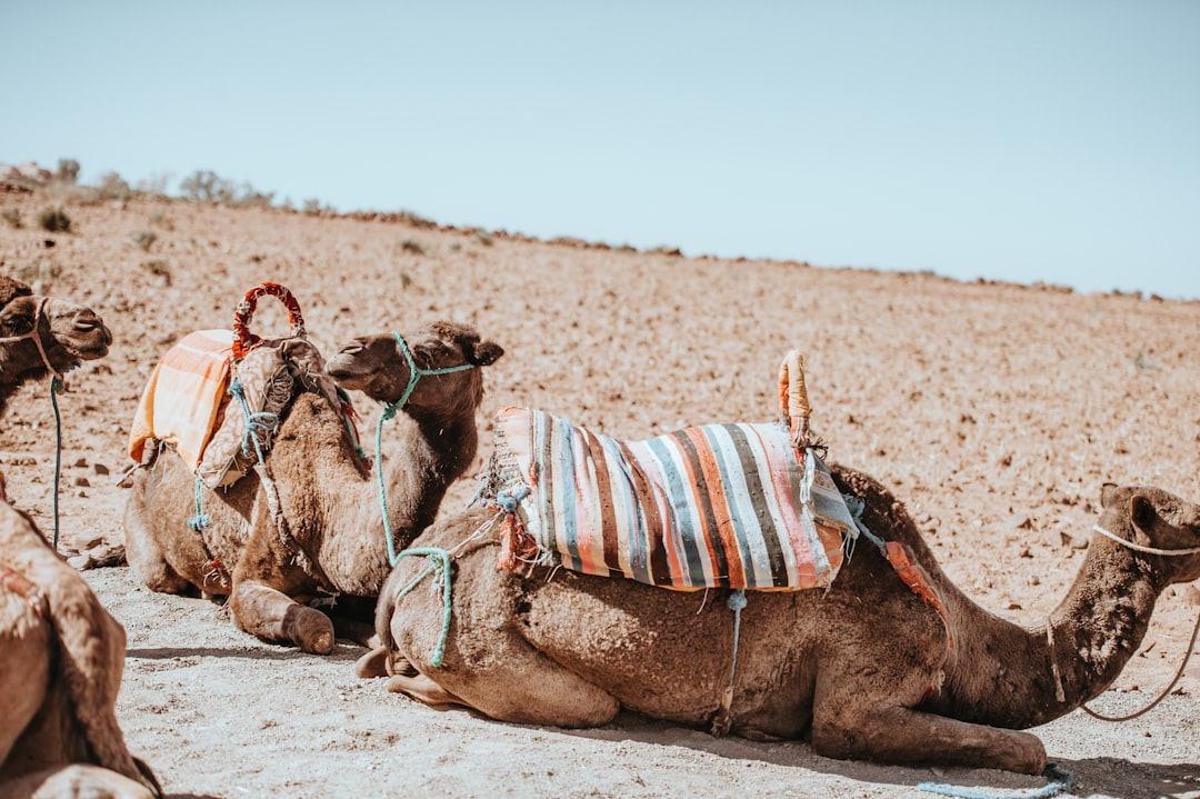 7 Unconventional Travel Jobs That Might