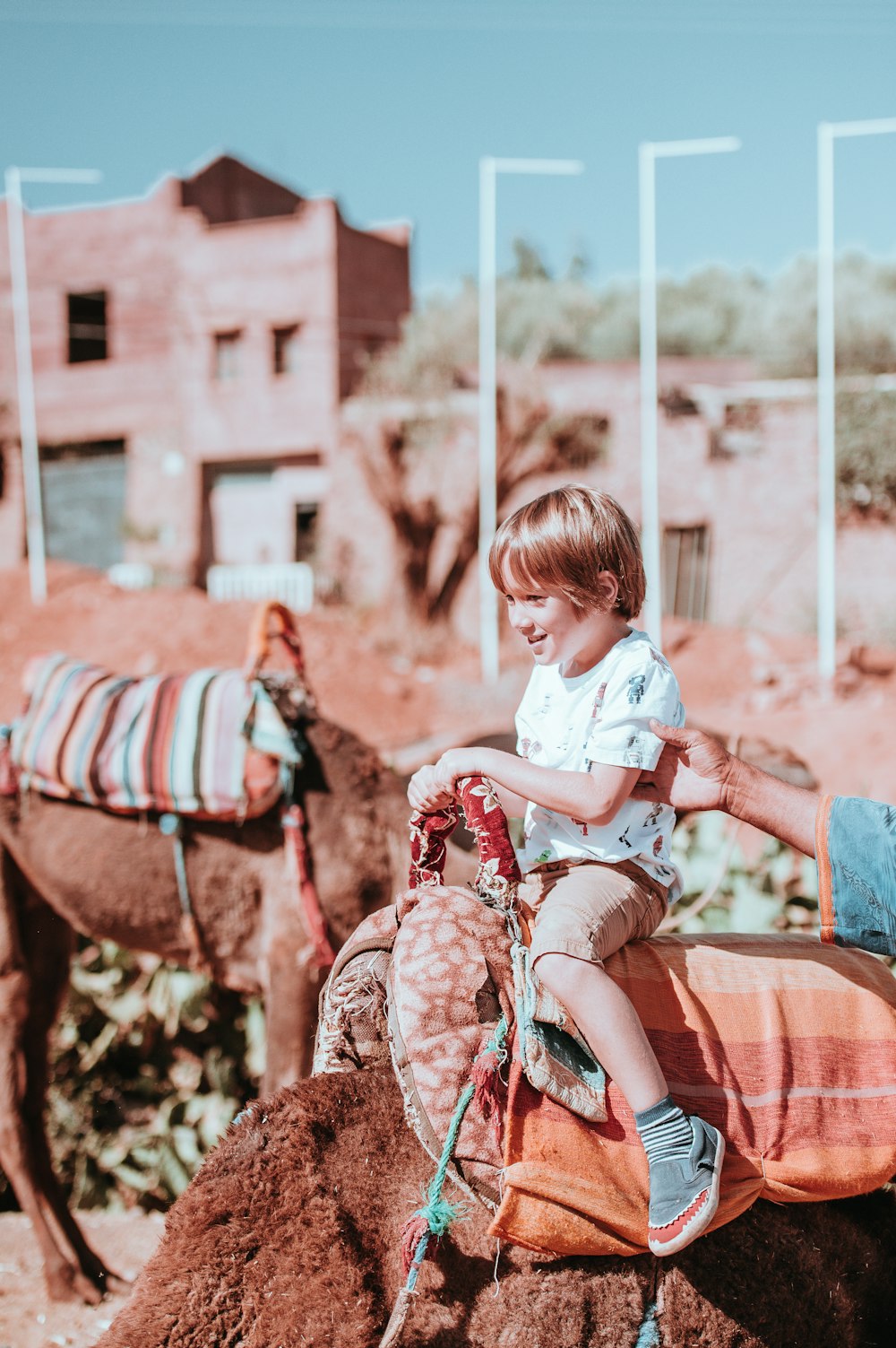 boy riding animal during daytime