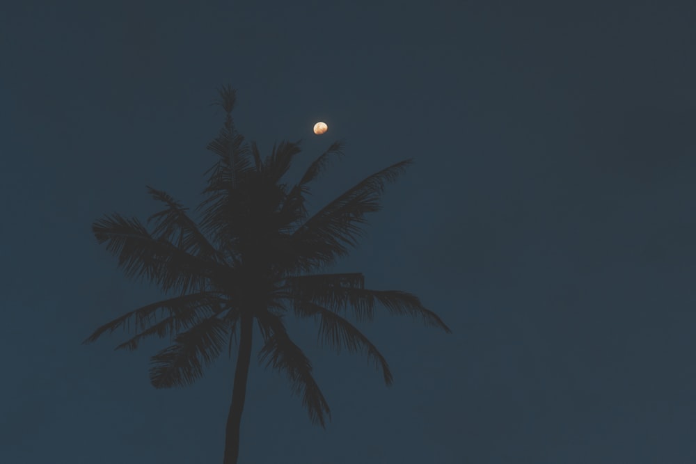 Fotografía de ángulo bajo de palmera