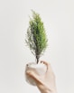 person holding vase of green leafed plant