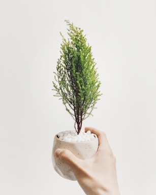 person holding vase of green leafed plant