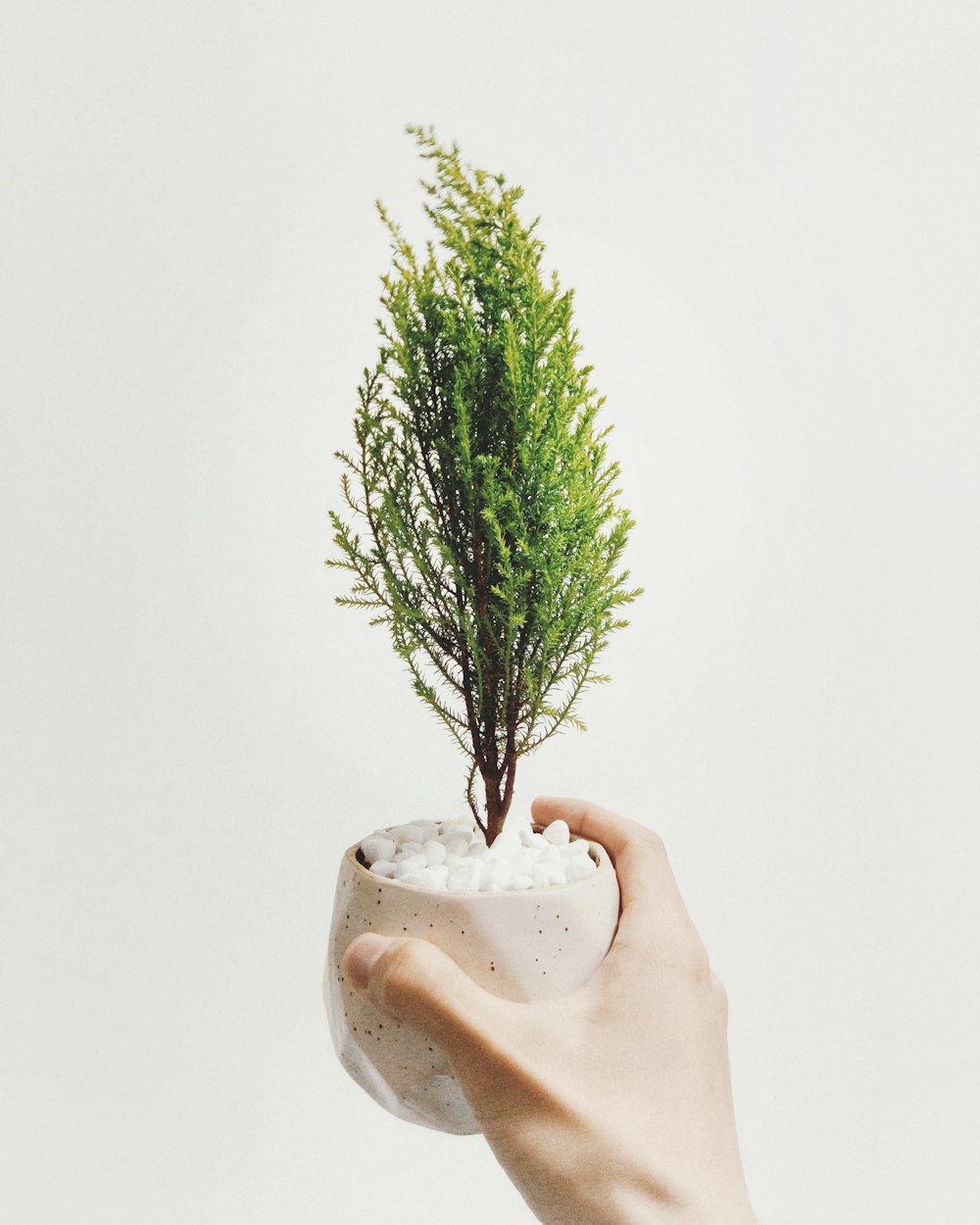 person holding vase of green leafed plant