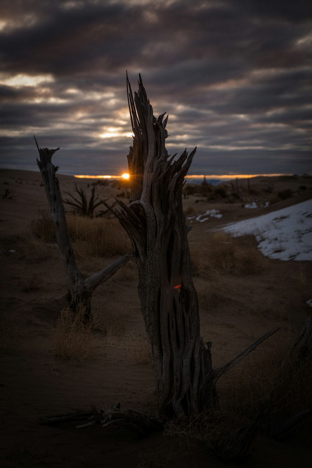 selective focus photography of driftwood