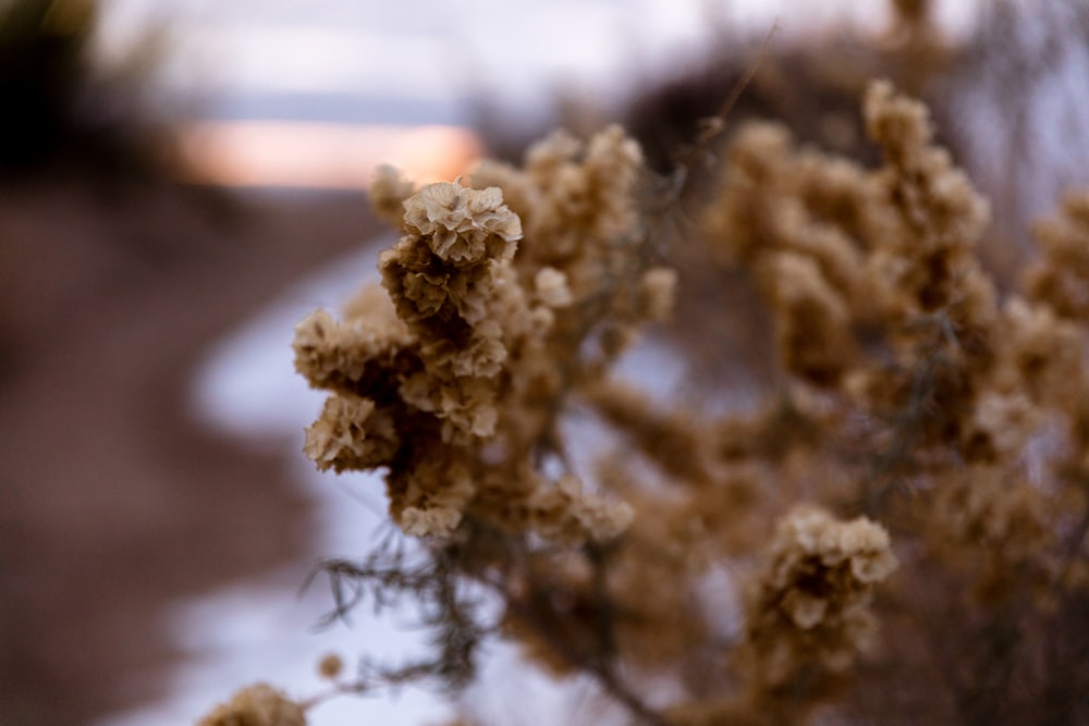 plante brune en gros plan photographie