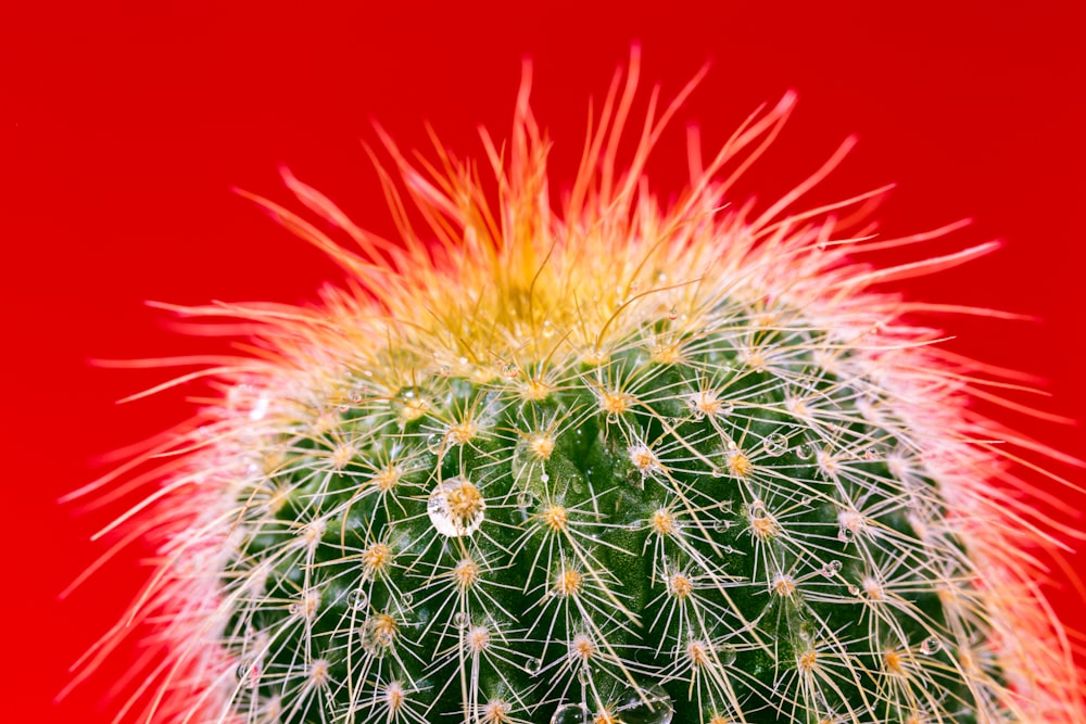 closeup photography of green cactus