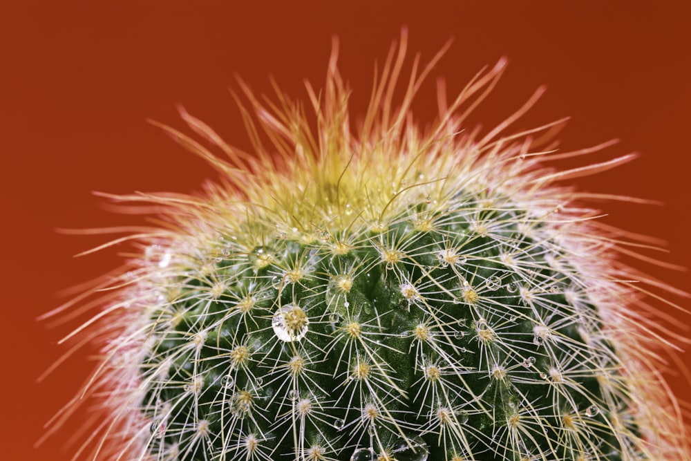 closeup photography of green cactus