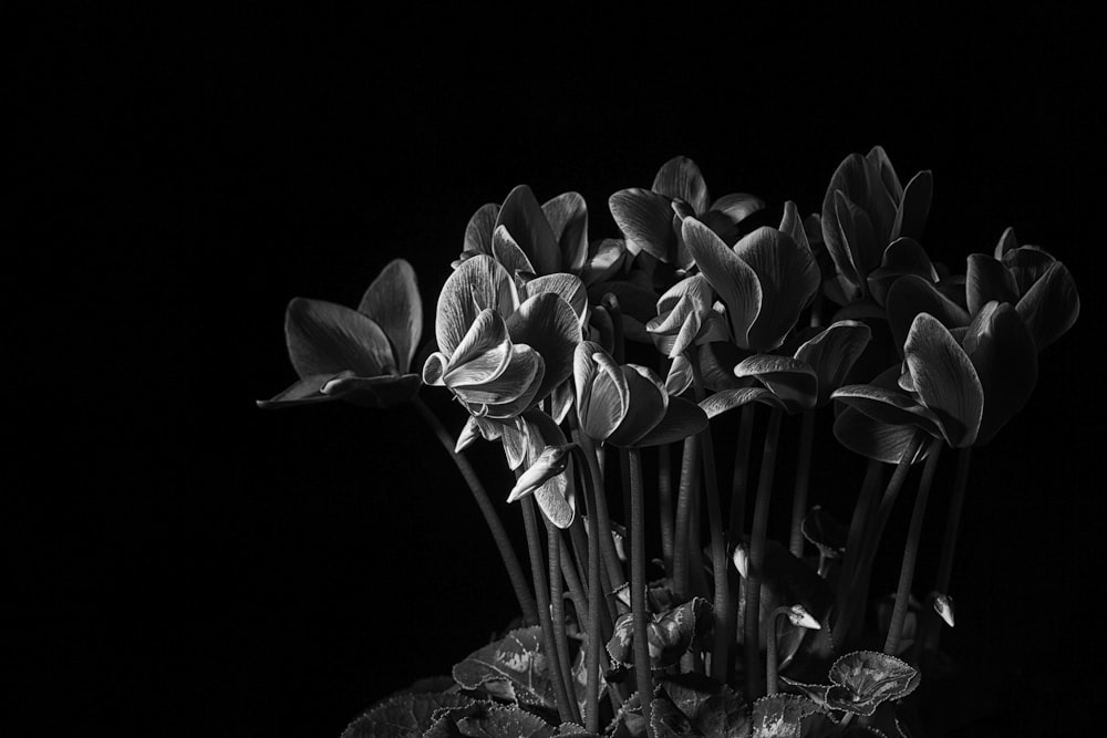 foto in scala di grigi di fiore