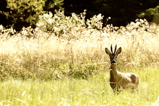 deer on grass field during daytime in Sędziejowice Poland