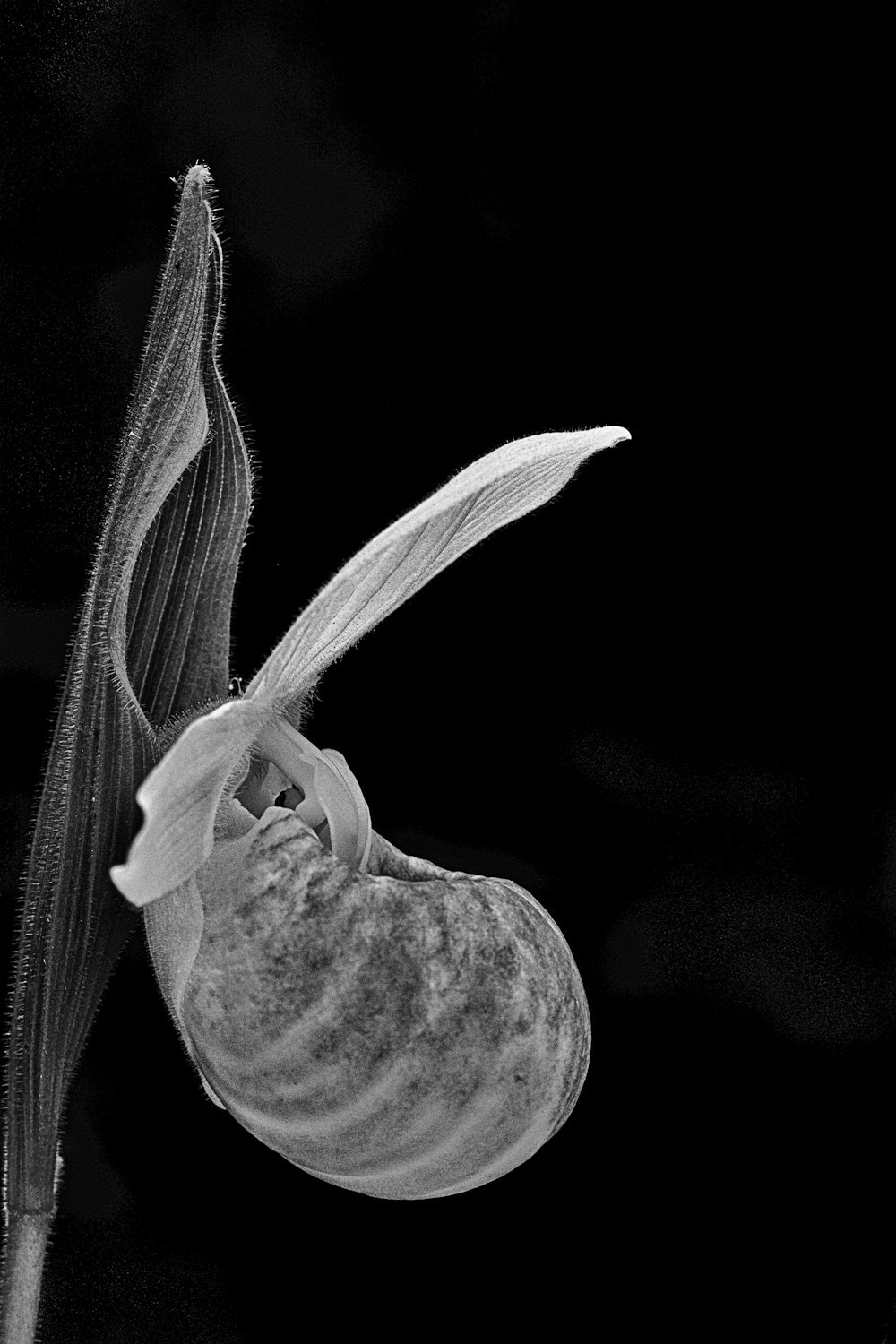 grayscale photography of flower