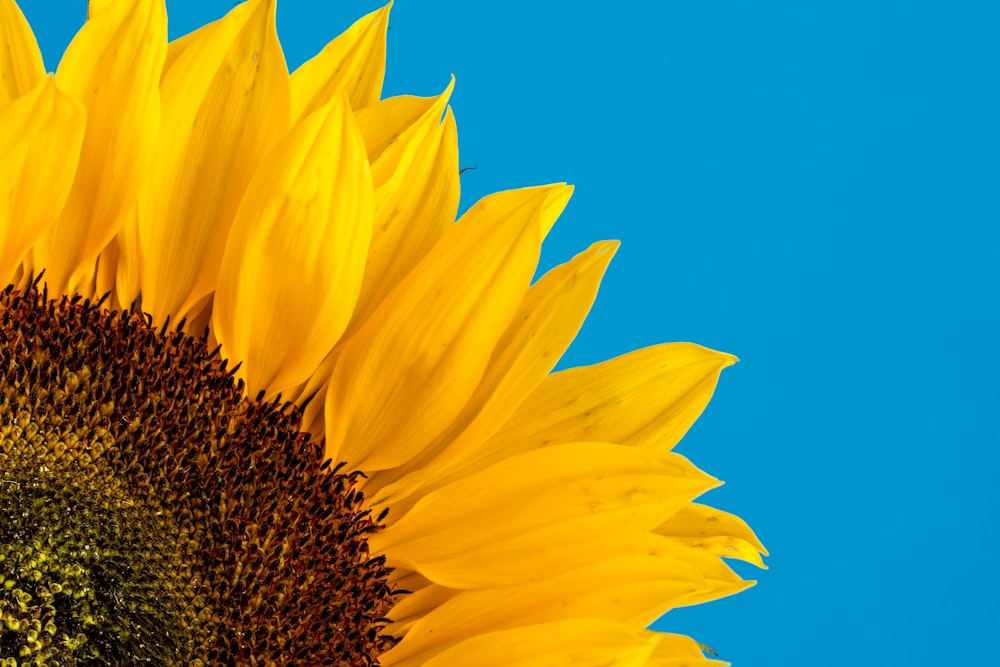 Photographie en gros plan de tournesol