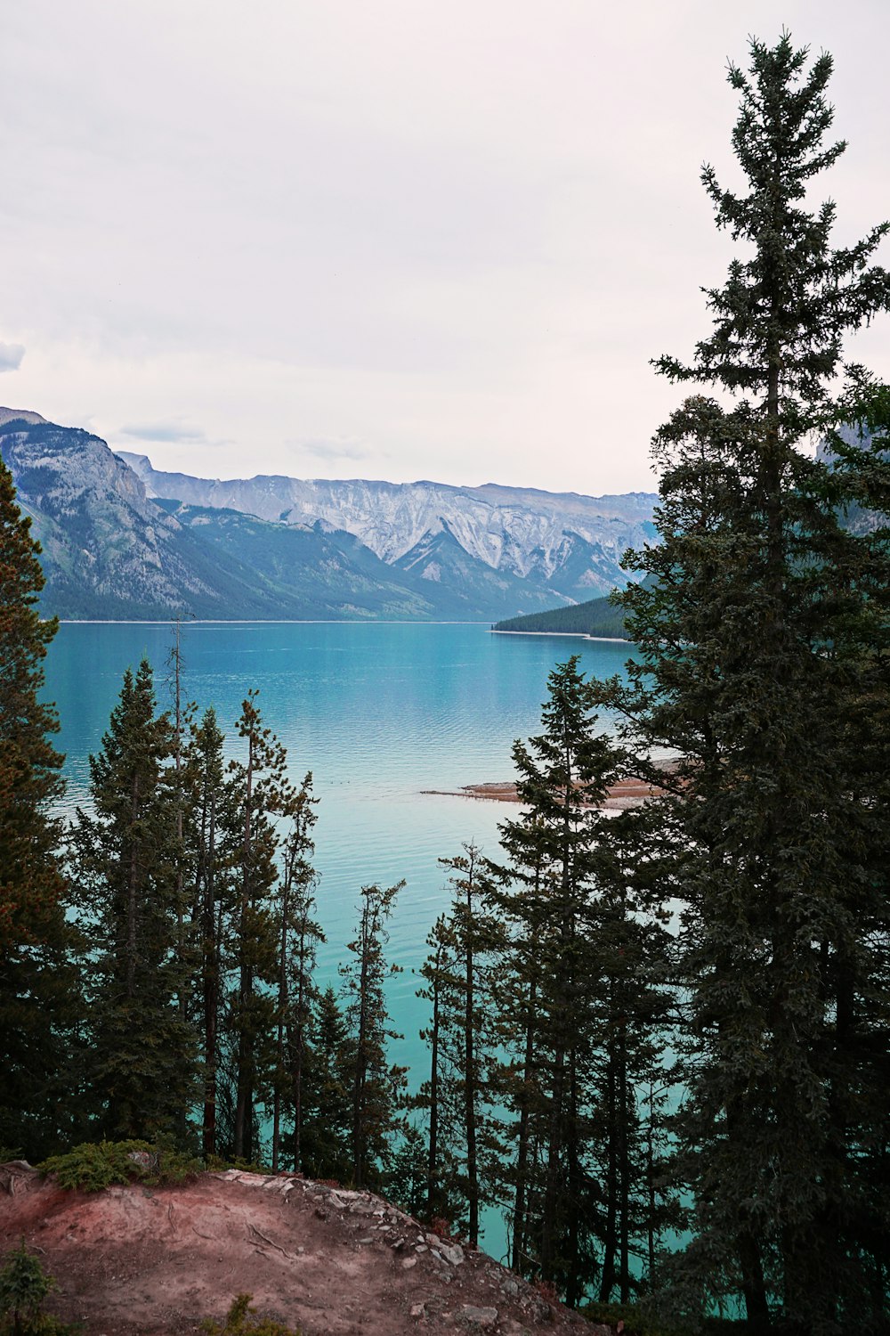 green leafed trees near body of water during daytime