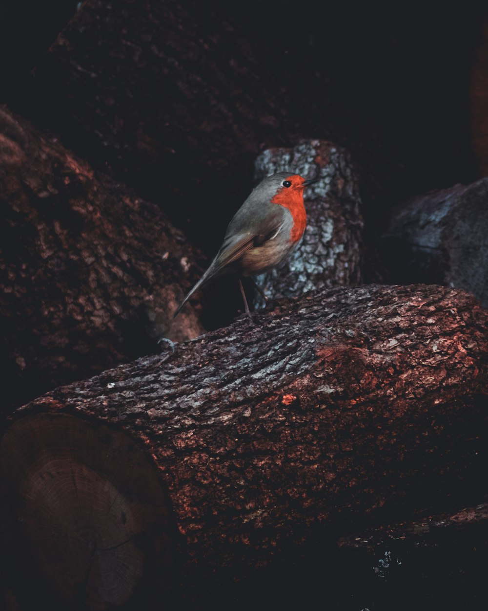 pájaro gris y naranja en el árbol
