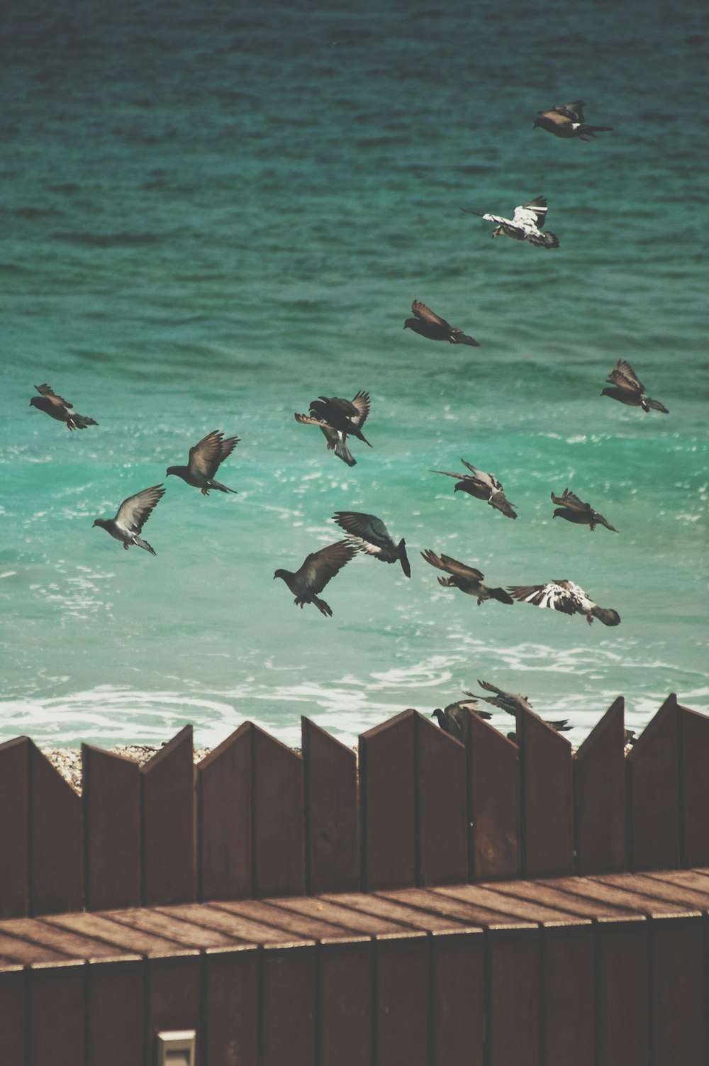 flock of birds near on the body of water