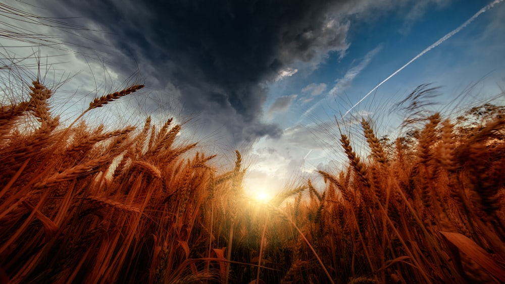 Foto do olho de vermes do campo de trigo sob o céu nublado
