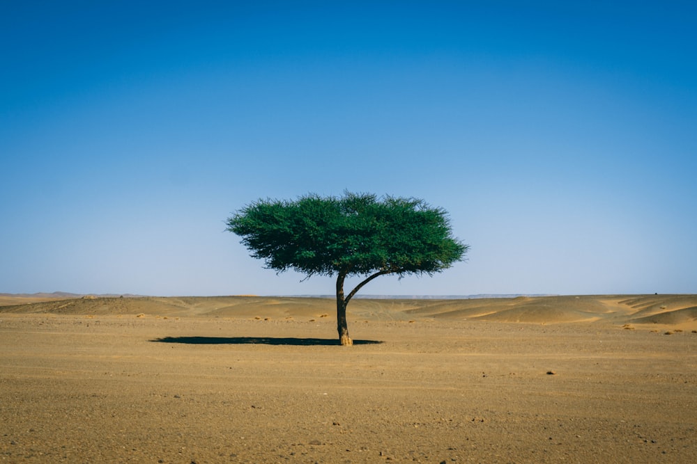 green leaf lonely tree on brown field