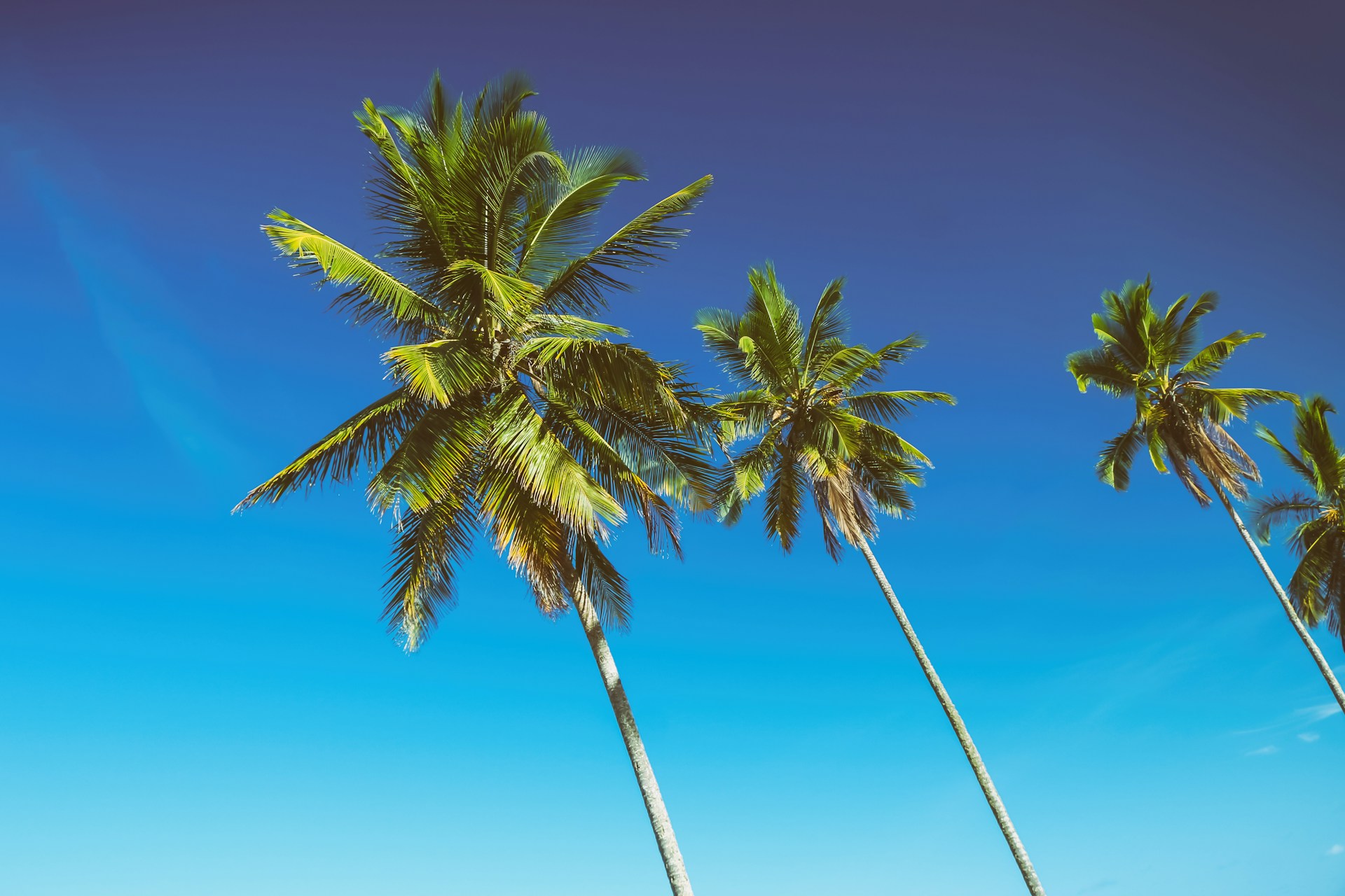 4 coconut trees under blue sky during daytime