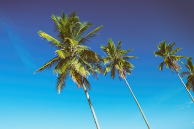 4 coconut trees under blue sky during daytime chill teams background