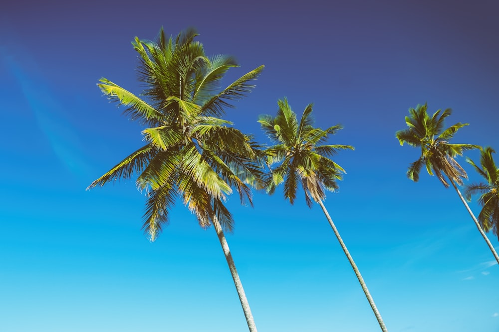 낮에는 푸른 하늘 아래 4그루의 코코넛 나무
