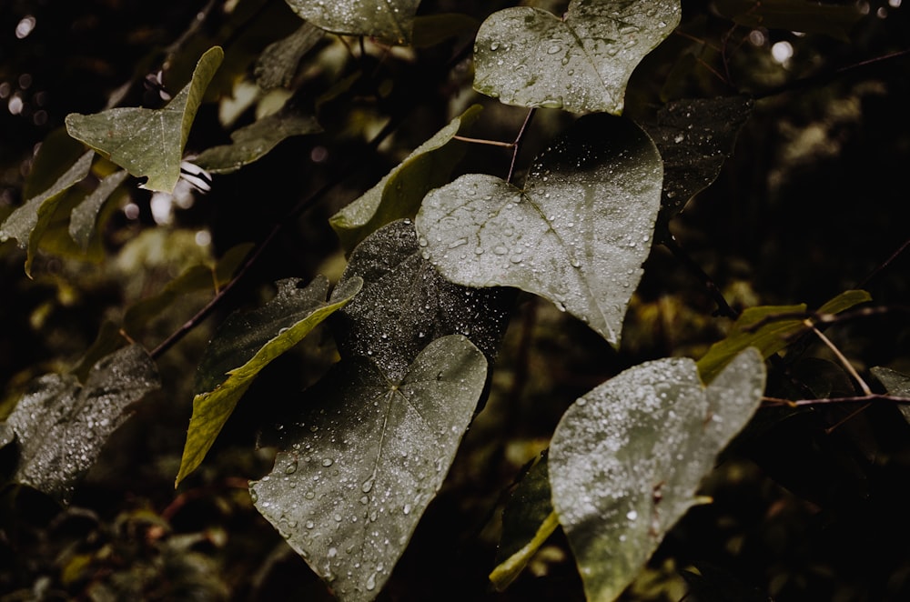 drop water on green leafed plant