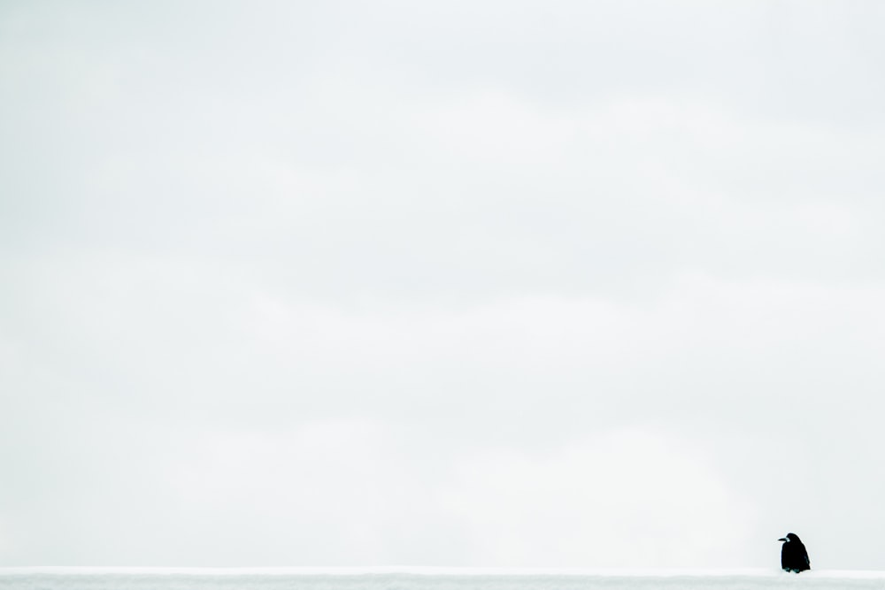 a lone bird sitting on top of a beach next to the ocean