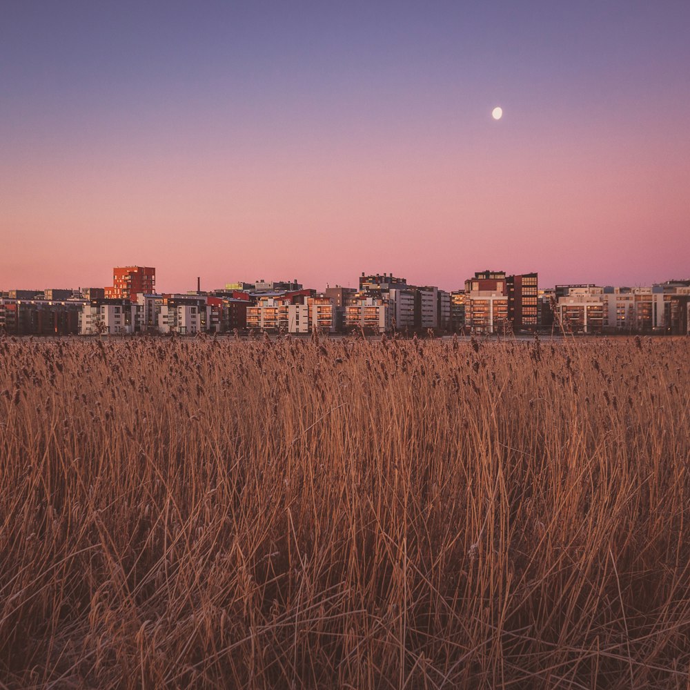 building scenery during sunset