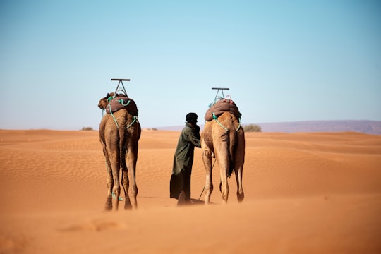 person walking with two camels on desert during daytime in Merzouga Morocco