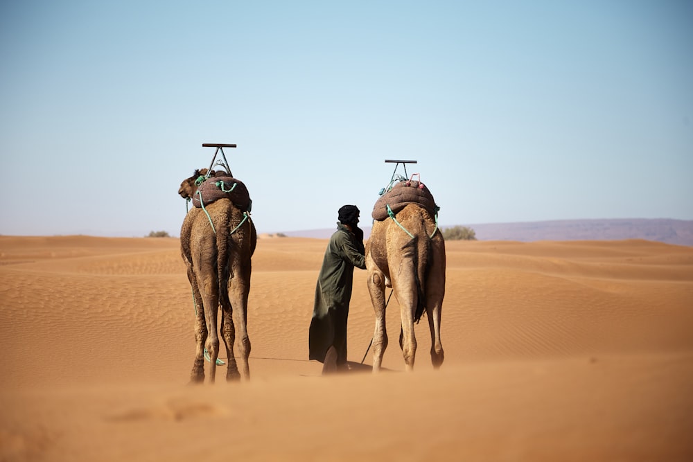 pessoa caminhando com dois camelos no deserto durante o dia