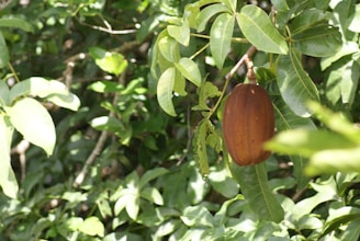 A large cocoa pod hangs from a branch amidst lush green foliage. The pod is brown and appears to be ripe, surrounded by vibrant green leaves. Sunlight filters through, creating a dappled light effect on the leaves.