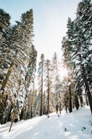 green trees on mountain covered snow