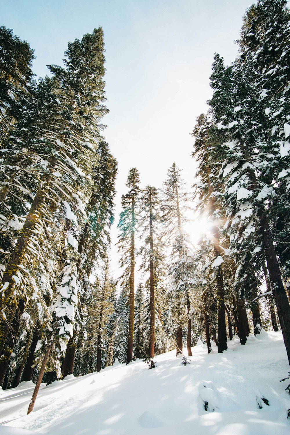 green trees on mountain covered snow